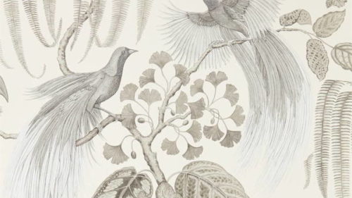 Bird of Paradise 216652